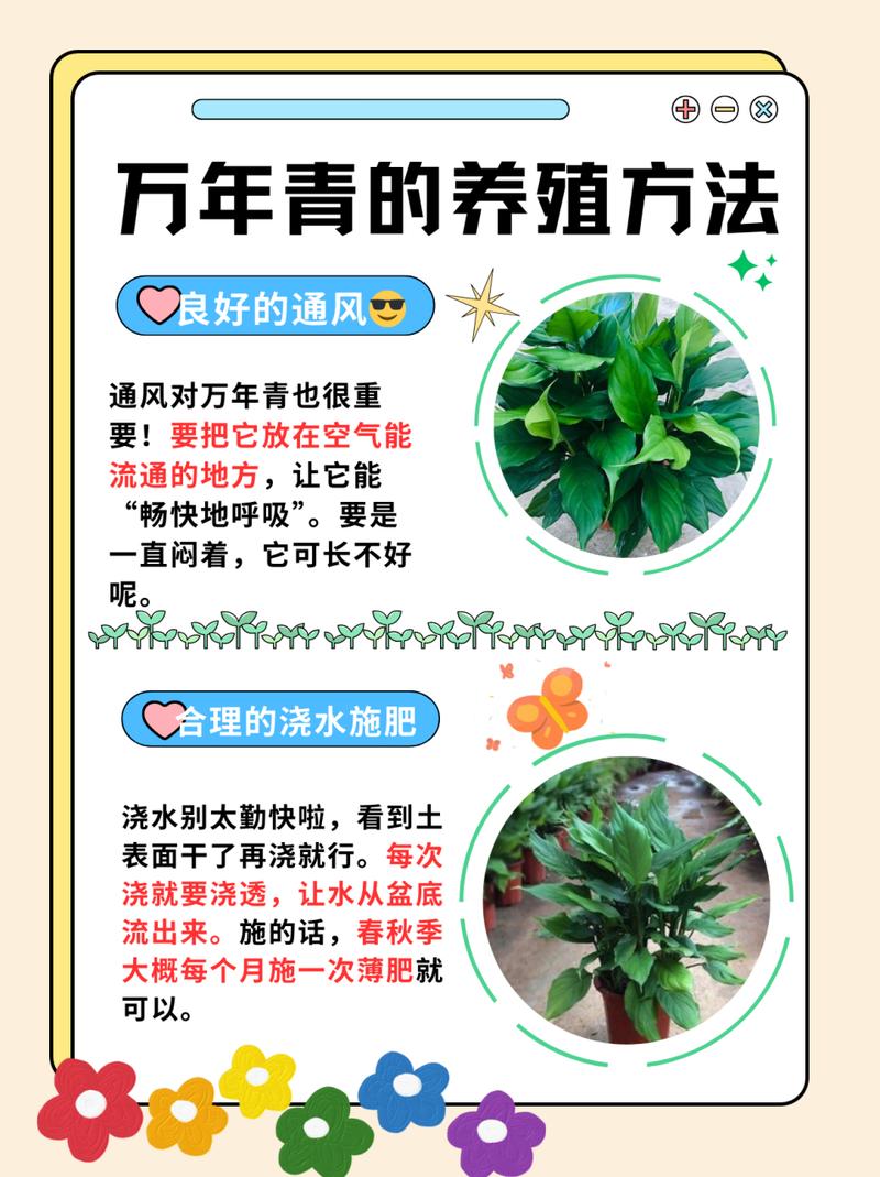 万年青什么时候分株，万年青什么时候长新叶-第7张图片-优品飞百科