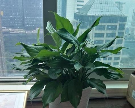 万年青什么时候分株，万年青什么时候长新叶-第8张图片-优品飞百科