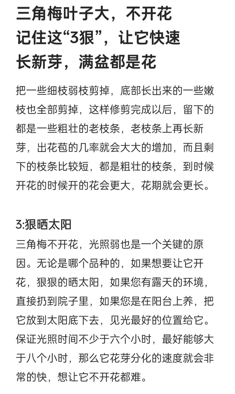 三角梅怎么养？三角梅怎么养家庭养法？