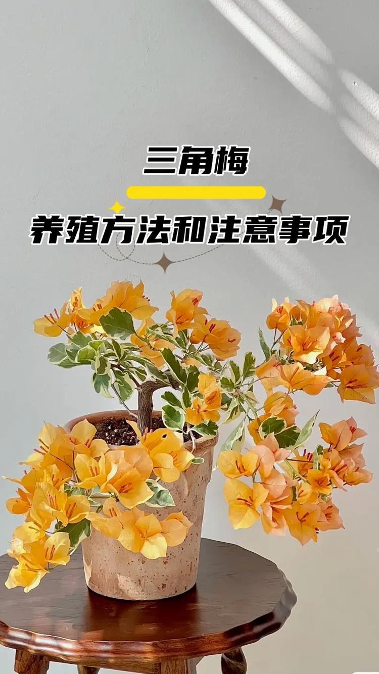三角梅怎么养？三角梅怎么养家庭养法？-第3张图片-优品飞百科