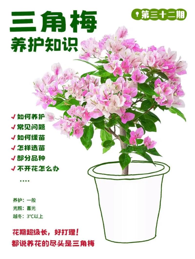 三角梅怎么养？三角梅怎么养家庭养法？-第2张图片-优品飞百科