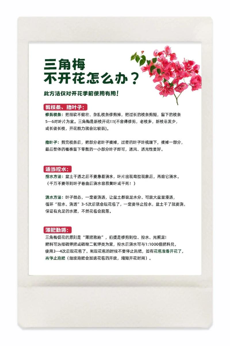 三角梅怎么养？三角梅怎么养家庭养法？-第4张图片-优品飞百科