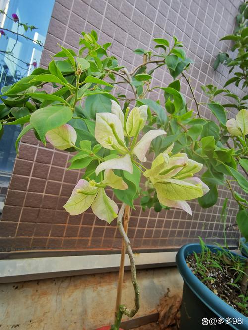 三角梅怎么养？三角梅怎么养家庭养法？-第5张图片-优品飞百科