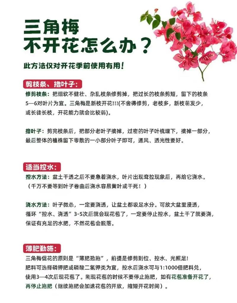 三角梅怎么养？三角梅怎么养家庭养法？-第6张图片-优品飞百科