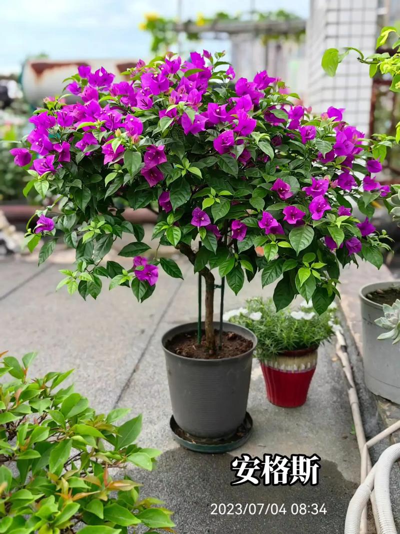 三角梅怎么养？三角梅怎么养家庭养法？-第7张图片-优品飞百科