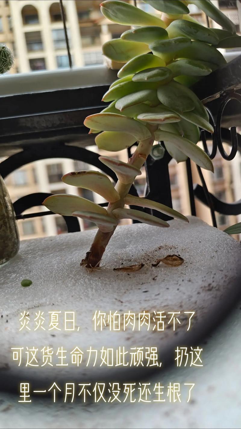 多肉没根了还能活吗，多肉没有根了还能活吗