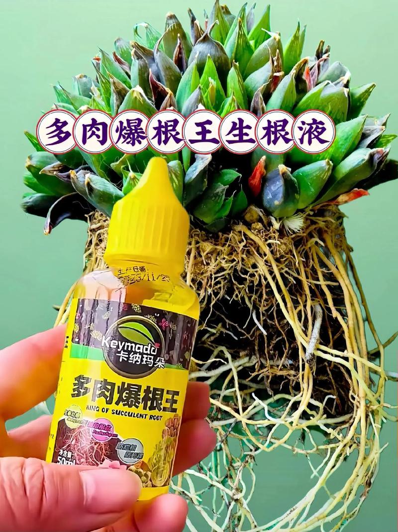 多肉没根了还能活吗，多肉没有根了还能活吗-第2张图片-优品飞百科