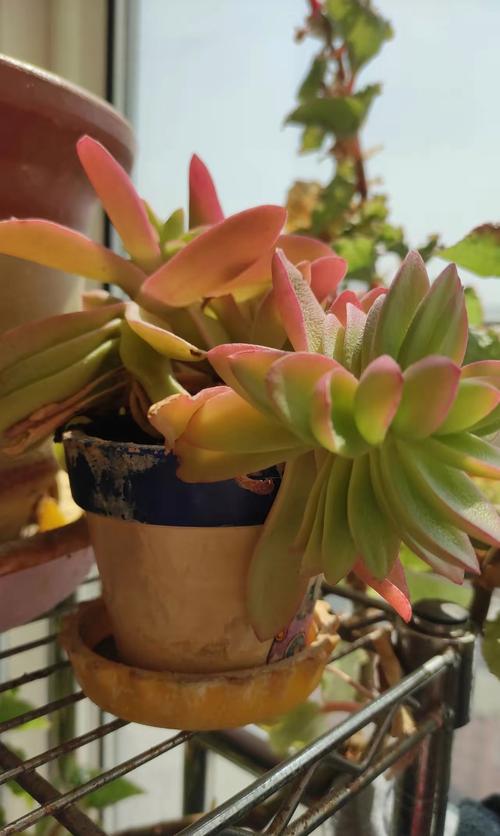 多肉没根了还能活吗，多肉没有根了还能活吗-第3张图片-优品飞百科