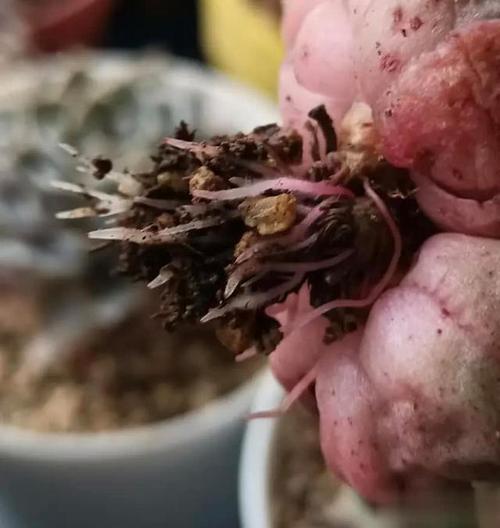 多肉没根了还能活吗，多肉没有根了还能活吗-第4张图片-优品飞百科