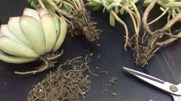 多肉没根了还能活吗，多肉没有根了还能活吗-第5张图片-优品飞百科