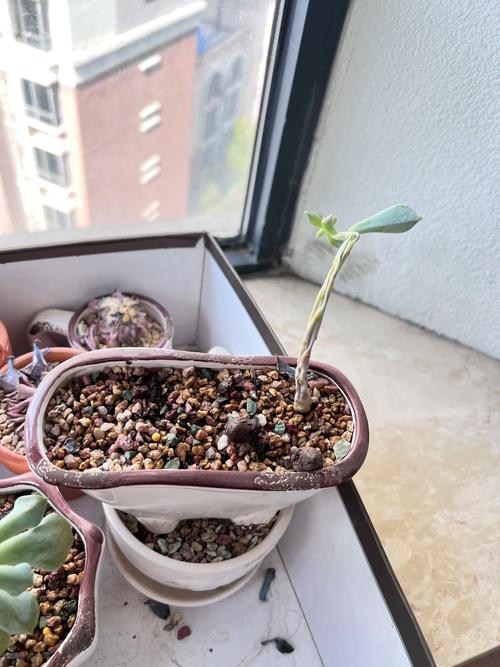 多肉没根了还能活吗，多肉没有根了还能活吗-第6张图片-优品飞百科
