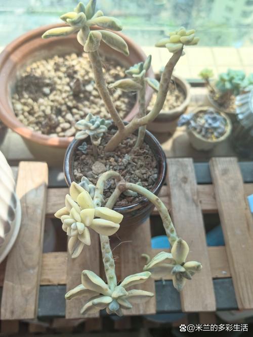 多肉没根了还能活吗，多肉没有根了还能活吗-第7张图片-优品飞百科