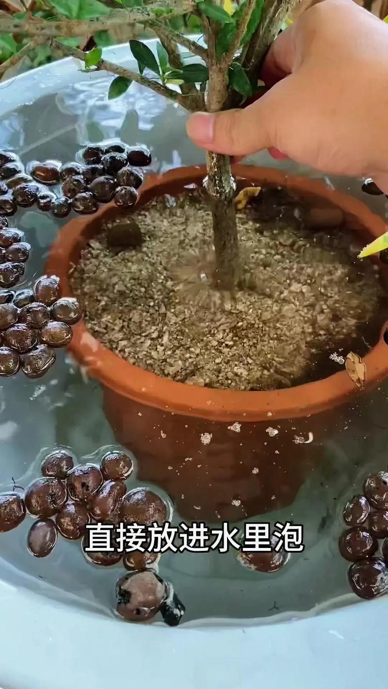 栀子花怎么浇水，栀子花怎么浇水才合理