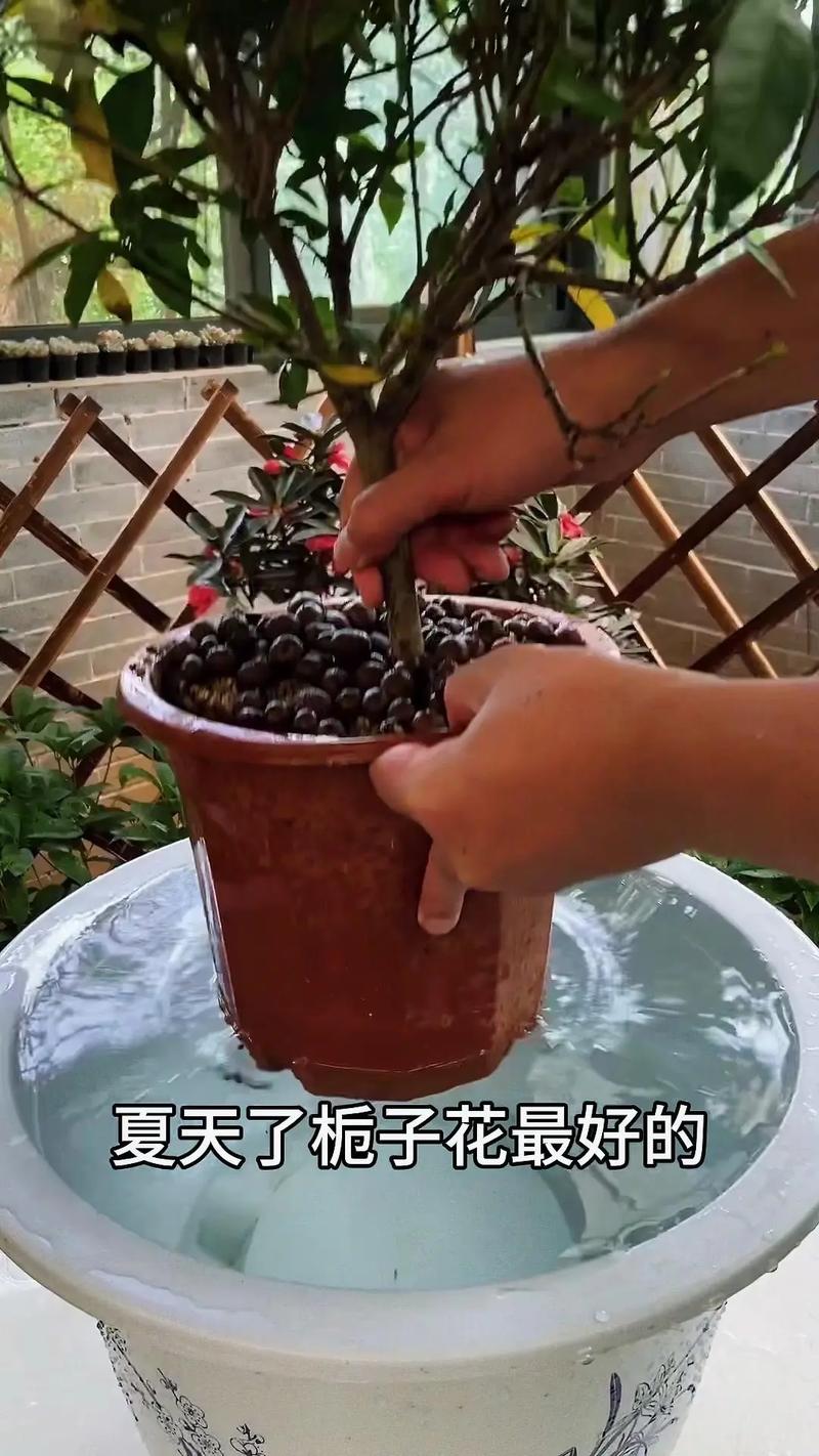 栀子花怎么浇水，栀子花怎么浇水才合理-第2张图片-优品飞百科