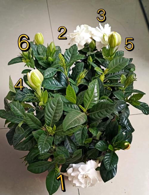 栀子花怎么浇水，栀子花怎么浇水才合理-第3张图片-优品飞百科