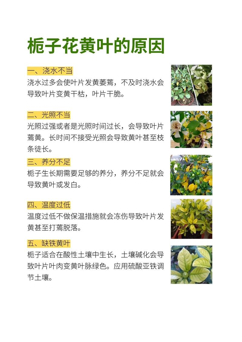 栀子花怎么浇水，栀子花怎么浇水才合理-第4张图片-优品飞百科