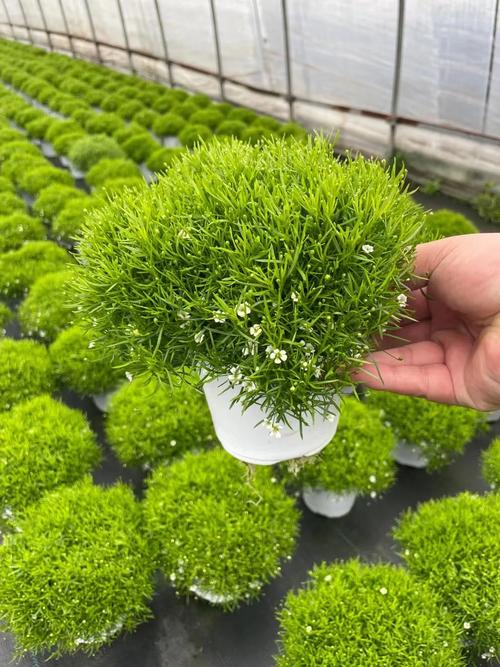 满天星如何扦插，满天星扦插多久生根？