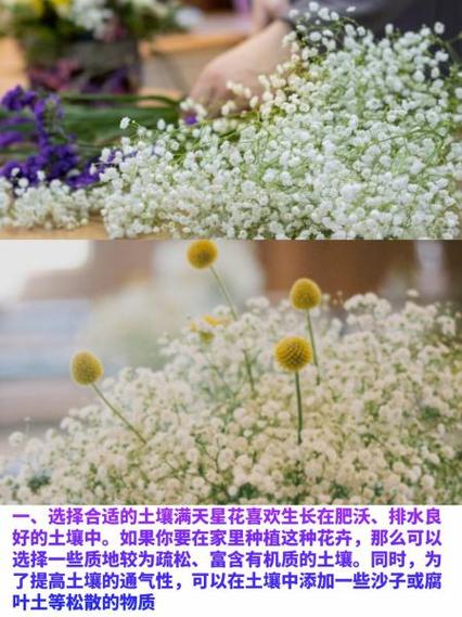 满天星如何扦插，满天星扦插多久生根？-第3张图片-优品飞百科