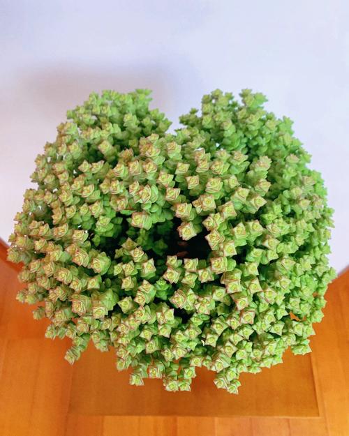 满天星如何扦插，满天星扦插多久生根？-第2张图片-优品飞百科