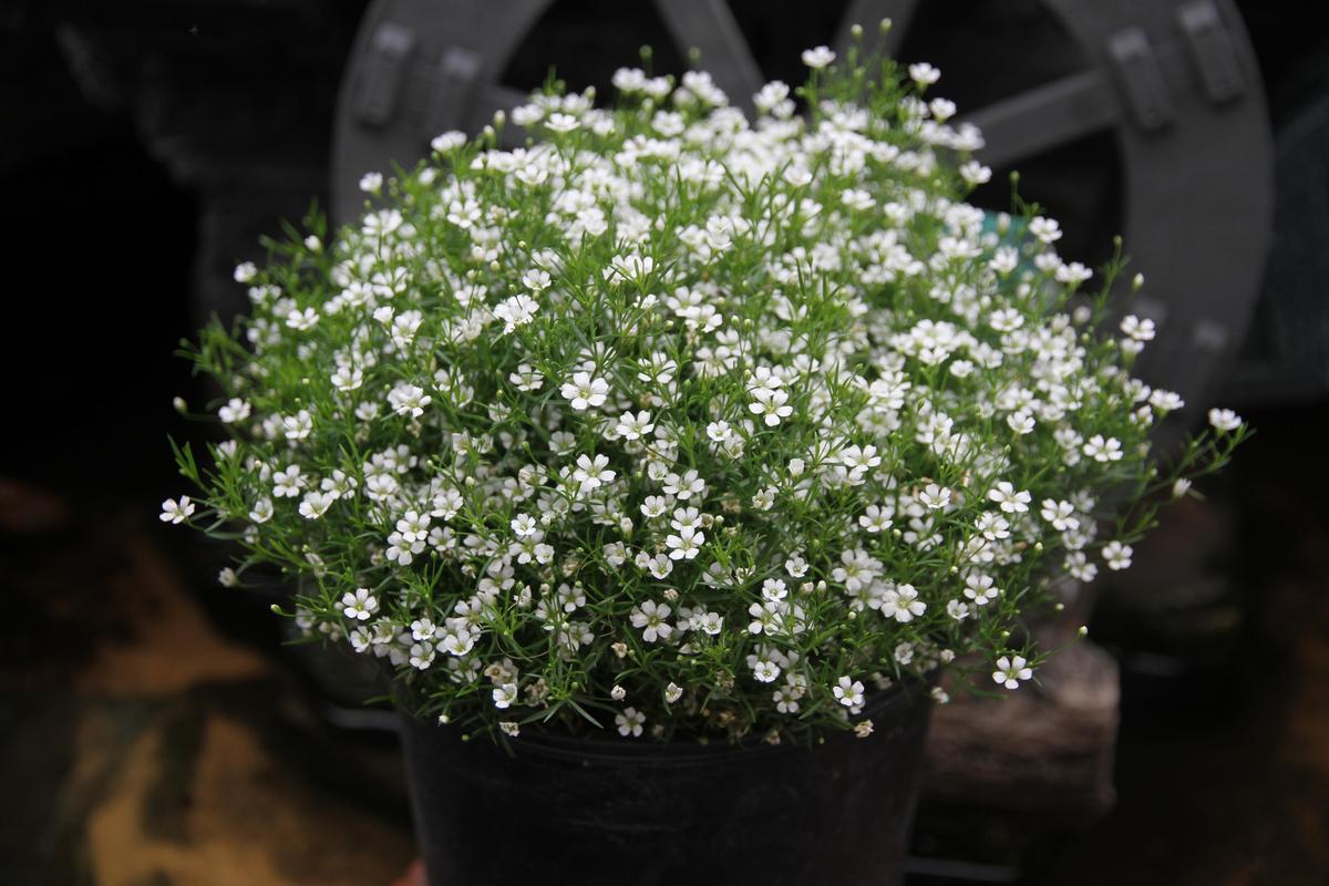 满天星如何扦插，满天星扦插多久生根？-第4张图片-优品飞百科