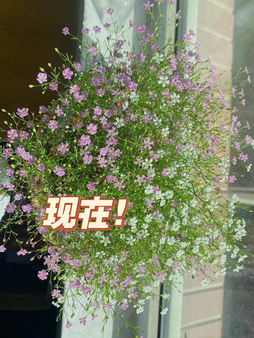 满天星如何扦插，满天星扦插多久生根？-第5张图片-优品飞百科