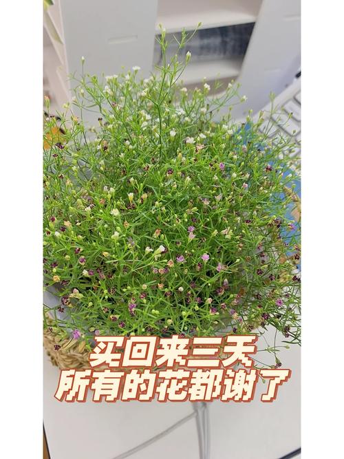 满天星如何扦插，满天星扦插多久生根？-第6张图片-优品飞百科