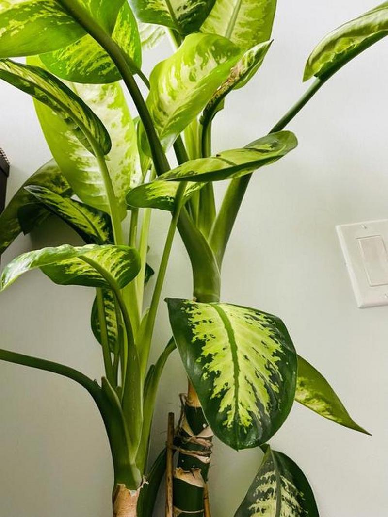 万年青怎么养，白肋万年青怎么养