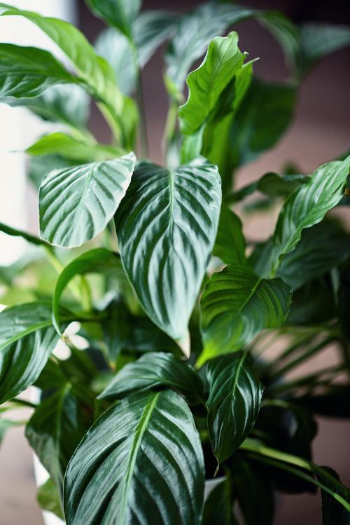 万年青怎么养,白肋万年青怎么养-第2张图片-优品飞百科 万年青怎么养,白肋万年青怎么养-第2张图片-优品飞百科