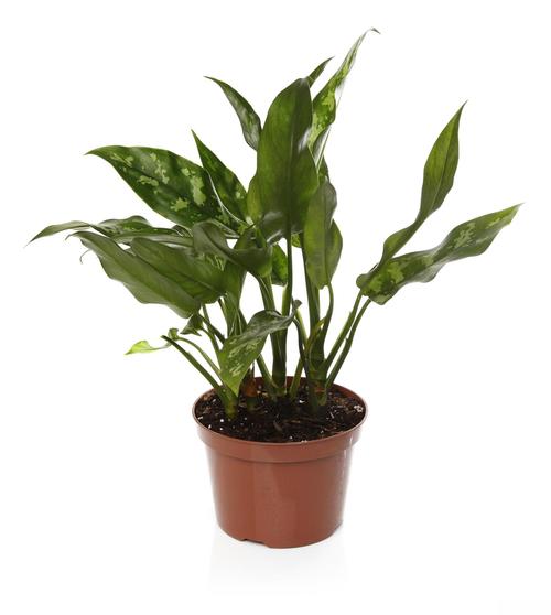 万年青怎么养,白肋万年青怎么养-第3张图片-优品飞百科 万年青怎么养,白肋万年青怎么养-第3张图片-优品飞百科