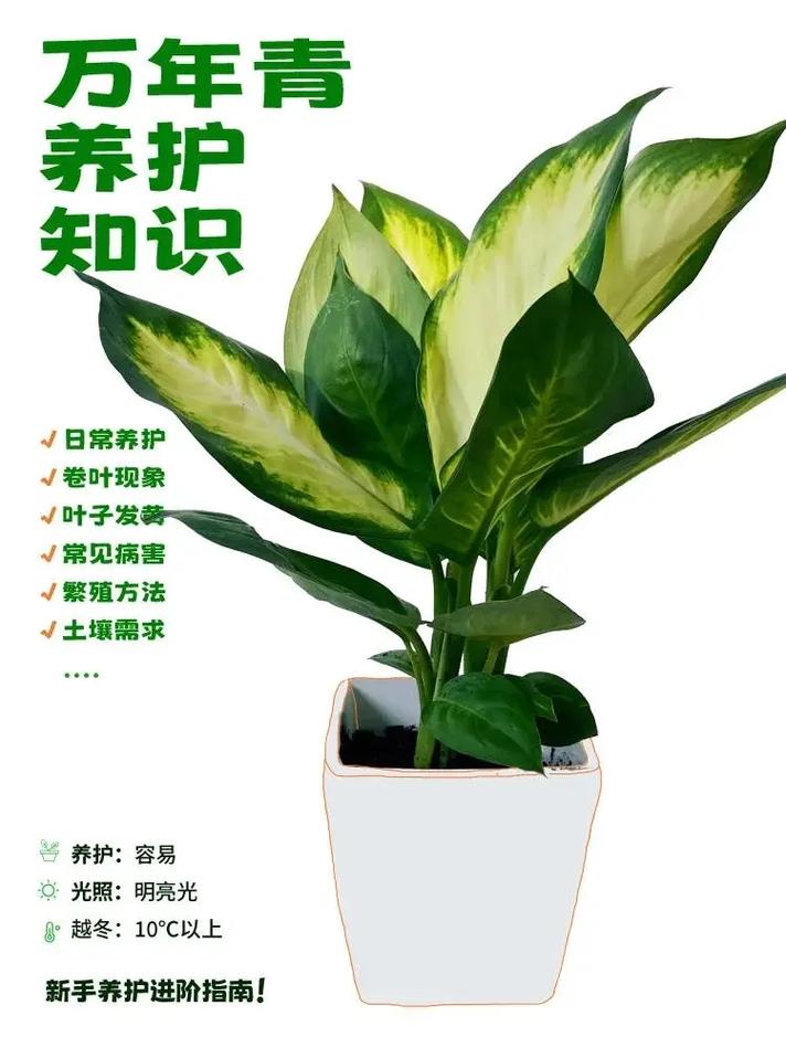 万年青怎么养,白肋万年青怎么养-第5张图片-优品飞百科 万年青怎么养,白肋万年青怎么养-第5张图片-优品飞百科