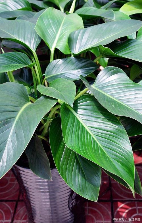 万年青怎么养,白肋万年青怎么养-第6张图片-优品飞百科 万年青怎么养,白肋万年青怎么养-第6张图片-优品飞百科