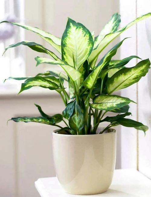 万年青怎么养,白肋万年青怎么养-第7张图片-优品飞百科 万年青怎么养,白肋万年青怎么养-第7张图片-优品飞百科