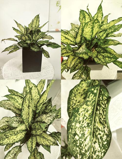 万年青怎么养,白肋万年青怎么养-第8张图片-优品飞百科 万年青怎么养,白肋万年青怎么养-第8张图片-优品飞百科