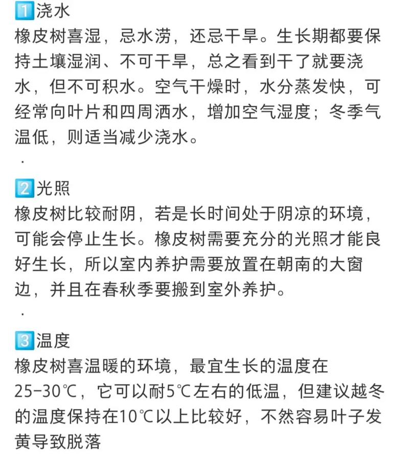 橡皮树怎么养才长的好，橡皮树怎么养才长的好快？-第2张图片-优品飞百科