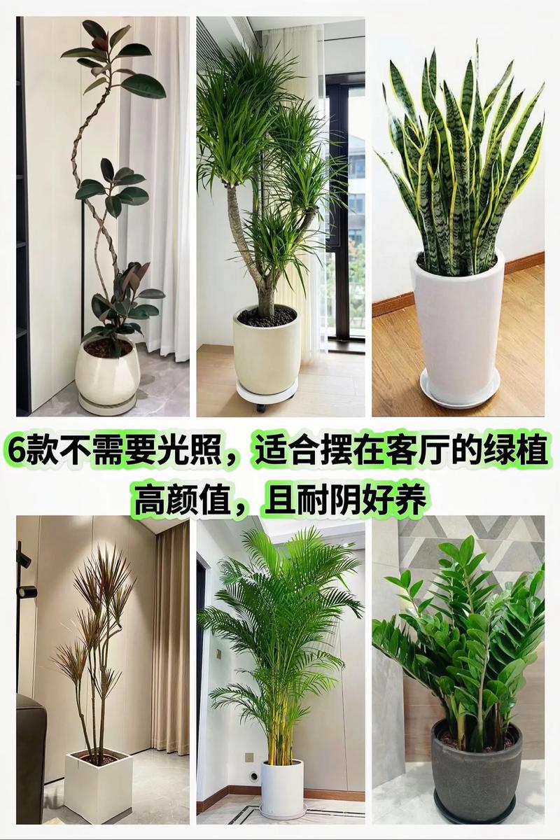 橡皮树怎么养才长的好，橡皮树怎么养才长的好快？