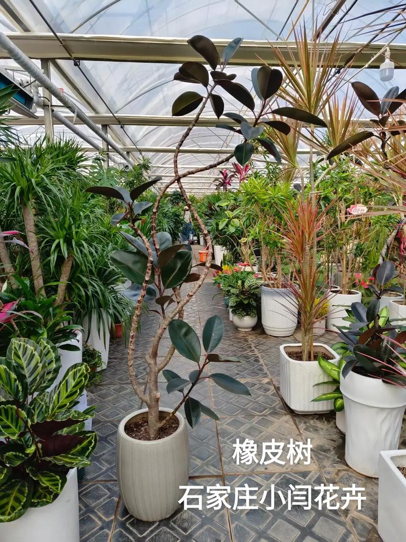 橡皮树怎么养才长的好，橡皮树怎么养才长的好快？-第4张图片-优品飞百科