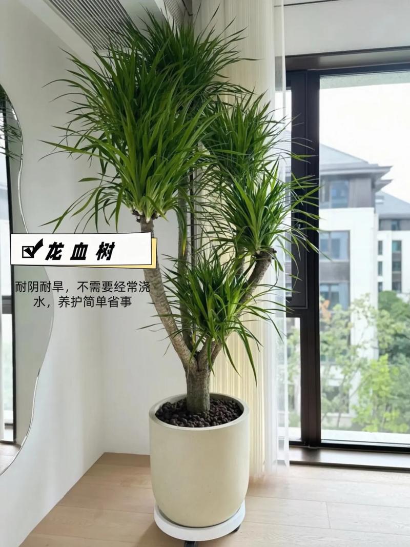 橡皮树怎么养才长的好，橡皮树怎么养才长的好快？-第3张图片-优品飞百科