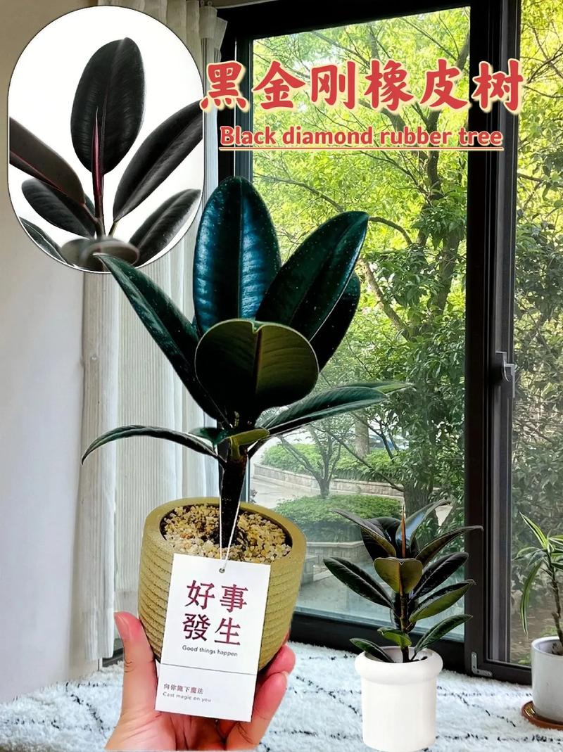 橡皮树怎么养才长的好，橡皮树怎么养才长的好快？-第5张图片-优品飞百科