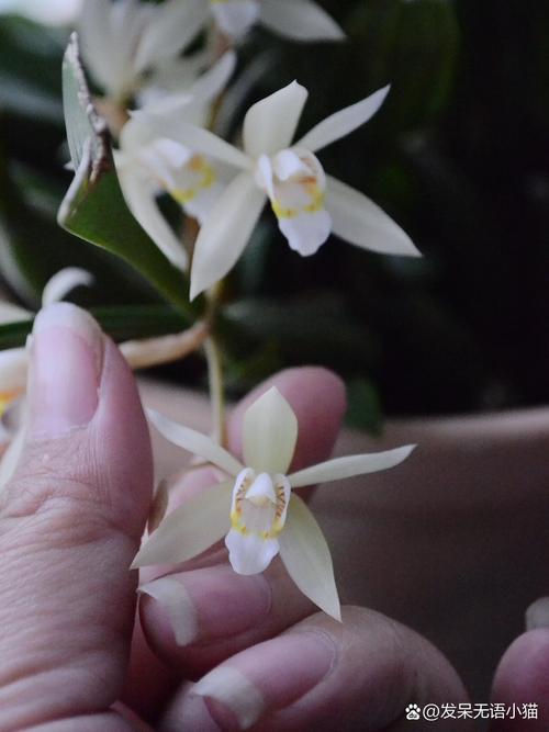 贝母兰的养殖方法？贝母兰的种植方法与前景？-第2张图片-优品飞百科