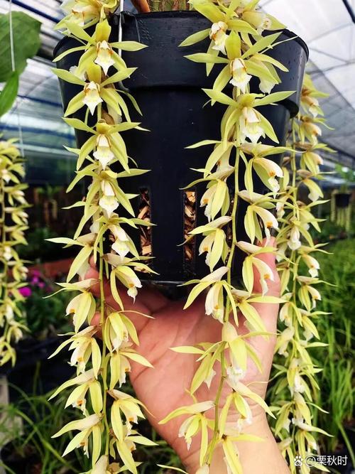 贝母兰的养殖方法？贝母兰的种植方法与前景？-第3张图片-优品飞百科