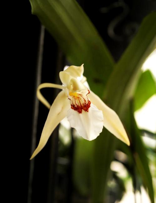 贝母兰的养殖方法？贝母兰的种植方法与前景？-第4张图片-优品飞百科