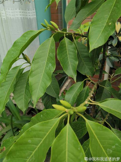 贝母兰的养殖方法？贝母兰的种植方法与前景？-第5张图片-优品飞百科