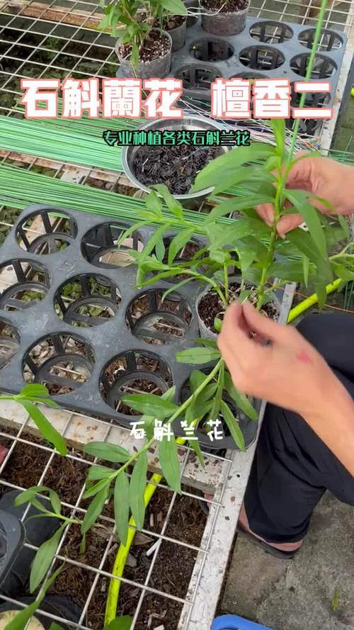 贝母兰的养殖方法？贝母兰的种植方法与前景？-第6张图片-优品飞百科