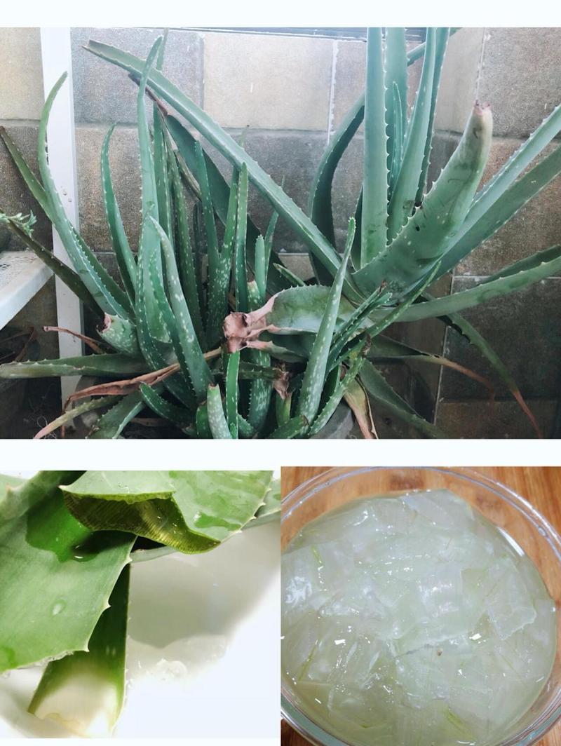 新买的芦荟怎么养，刚买的芦荟怎么养活？