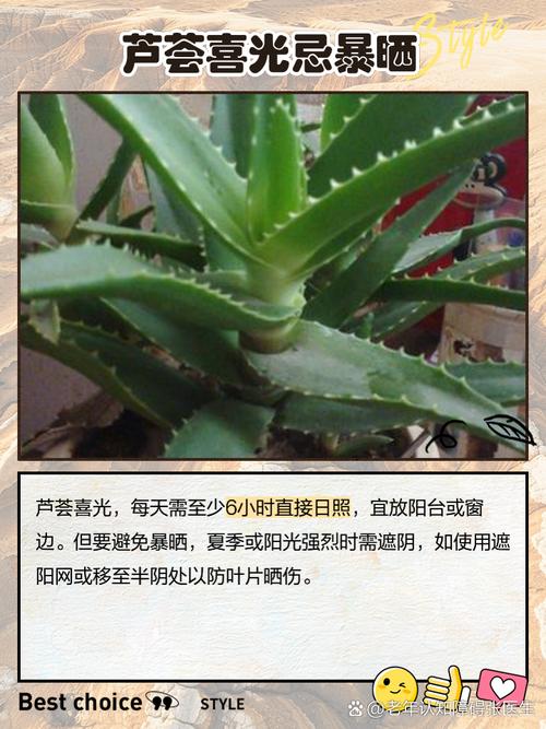 新买的芦荟怎么养，刚买的芦荟怎么养活？-第2张图片-优品飞百科