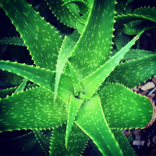 新买的芦荟怎么养，刚买的芦荟怎么养活？-第3张图片-优品飞百科