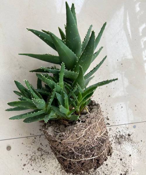 新买的芦荟怎么养，刚买的芦荟怎么养活？-第6张图片-优品飞百科