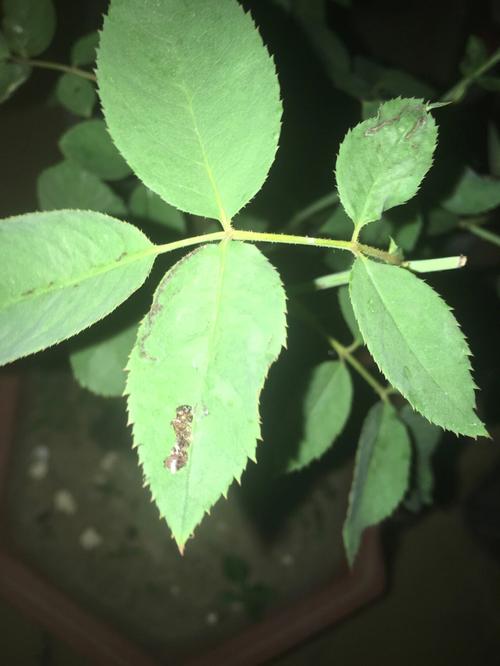 关于你家的花丑成“梅超风”的信息-第2张图片-优品飞百科