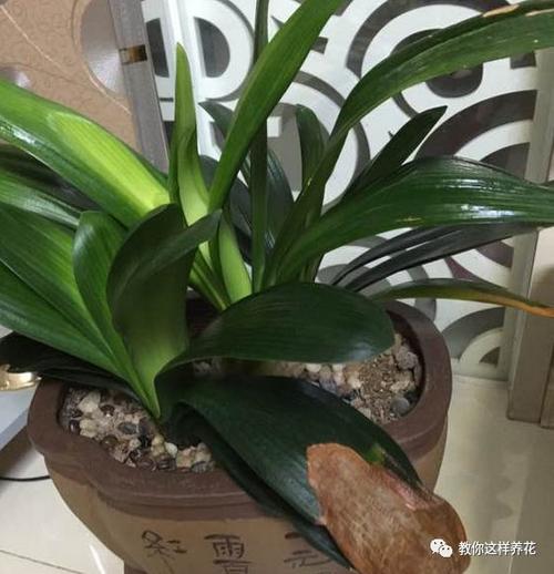 她把1种花养到无敌，她把1种花养到无敌的世界里？