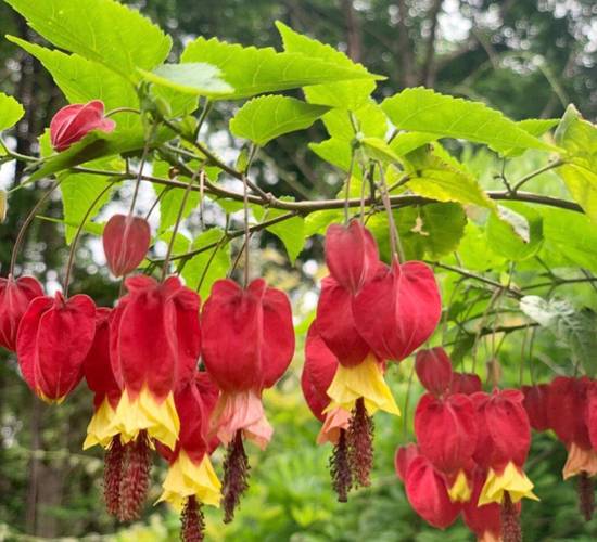 她把1种花养到无敌,她把1种花养到无敌的世界里?-第2张图片-优品飞百科 她把1种花养到无敌,她把1种花养到无敌的世界里?-第2张图片-优品飞百科